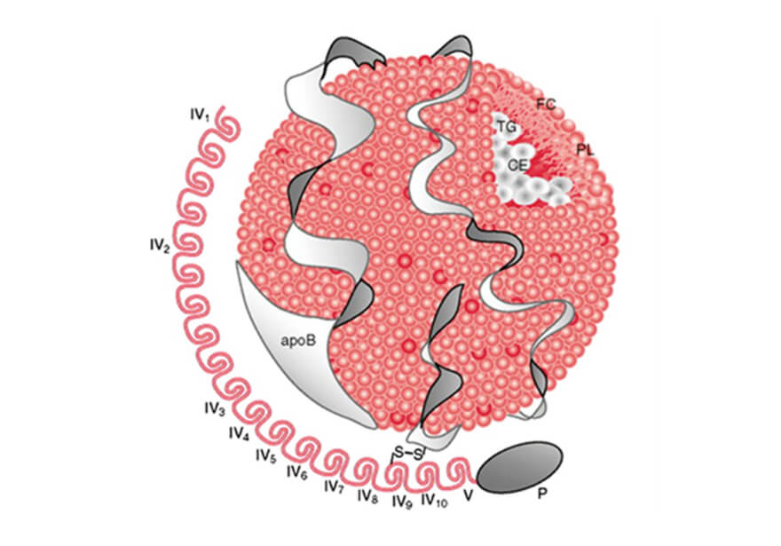 illustration_lipoprotein(a)